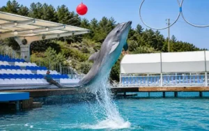 Dolphin Park 